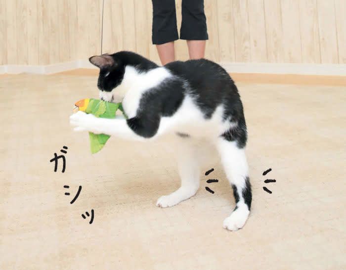 2018年9月号「ねこのきもち」