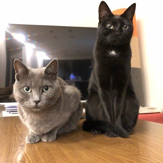 テーブルの上に座る猫