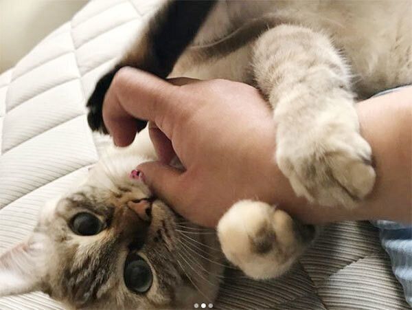 くっつく猫