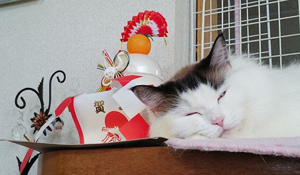 眠る猫