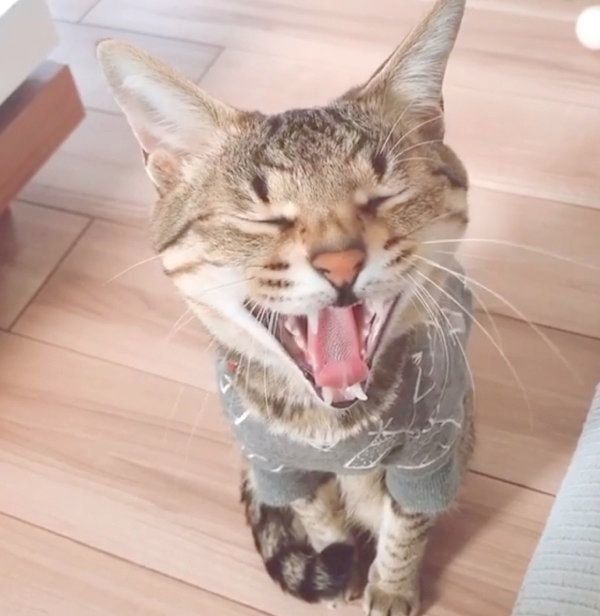 あくびをするMugiちゃん