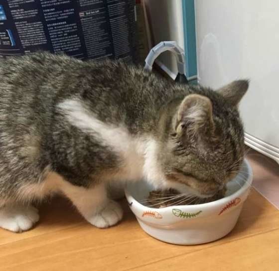 白いボウルで食べているエキゾチックショートヘア