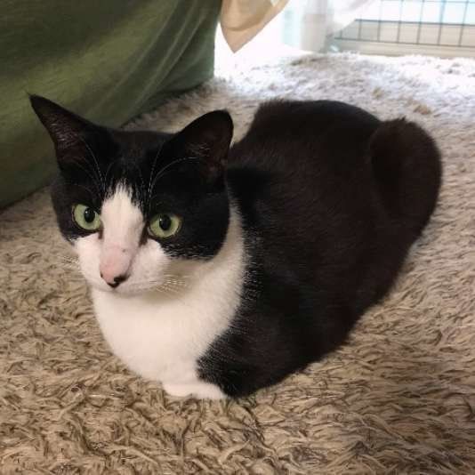 香箱座りする猫