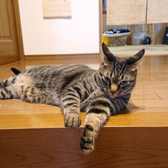 キジトラ 玄くん