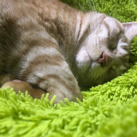 眠る猫(MIX、オス)