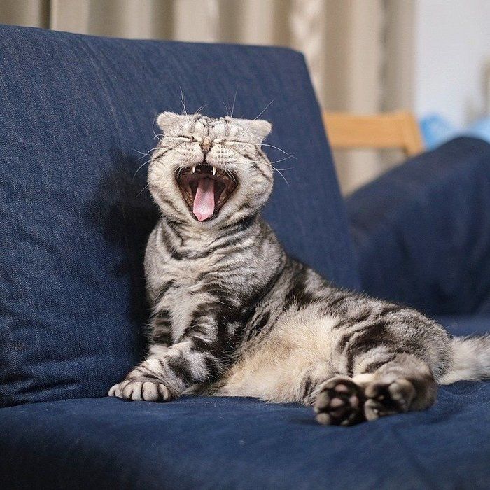 @tacos_cat