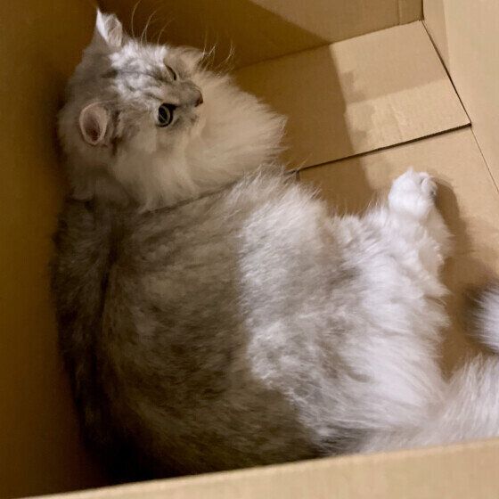 箱の中でくつろぐ猫