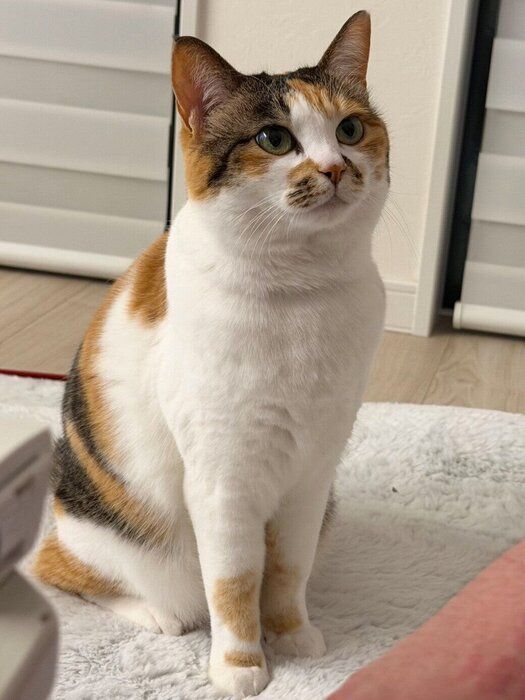 夫に「かまってアピール」をするコムギちゃん