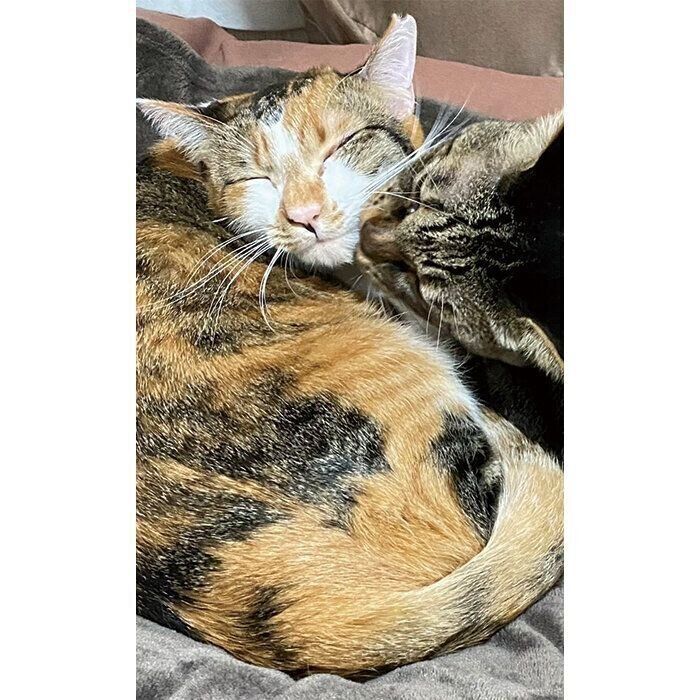 先住猫・ゆうくんと仲良くまったりなみちょちゃん