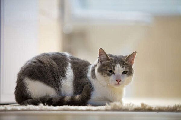 じっとしている猫