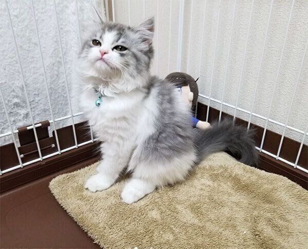 おすわりするテミーちゃん