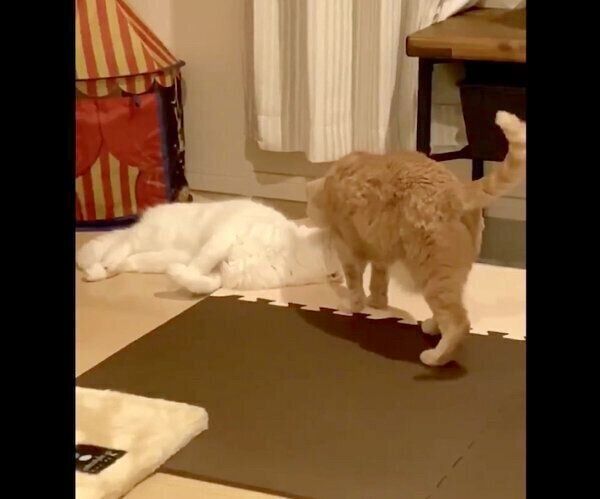 むくちゃんにキスをするもろみちゃん