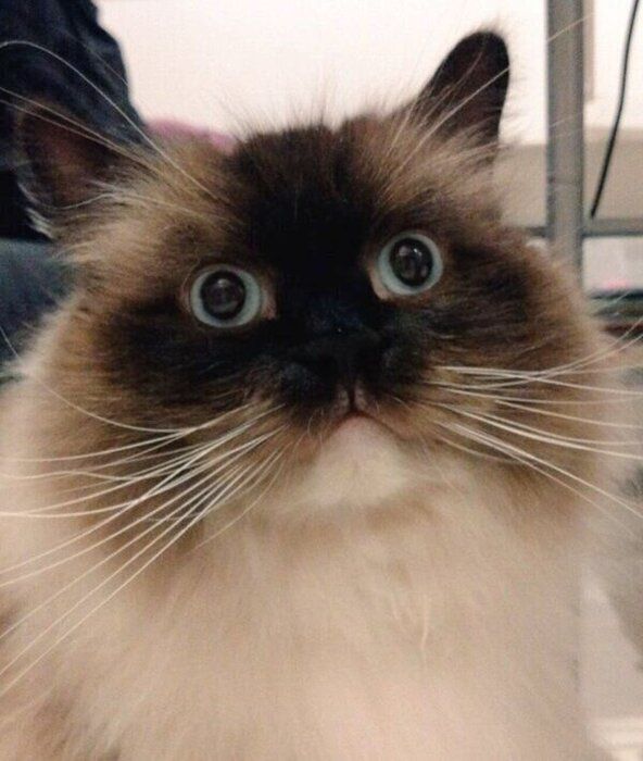 おとなになったリノくん
