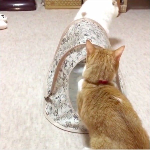 襲撃されるニャンコ
