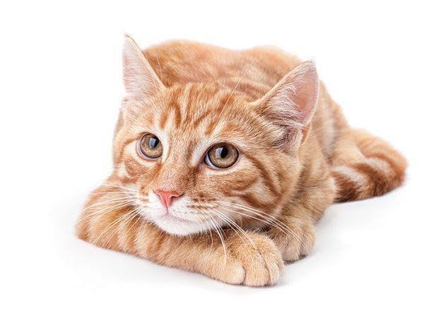 見上げる猫