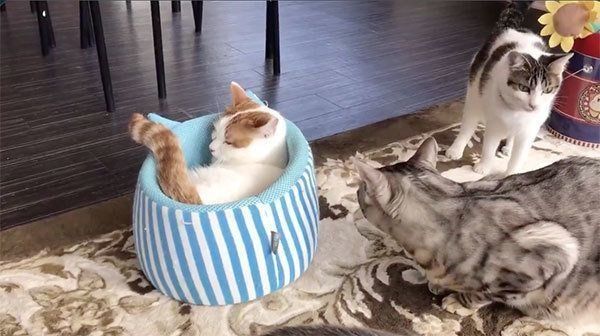 猫ベッドでくつろぐチロルくん