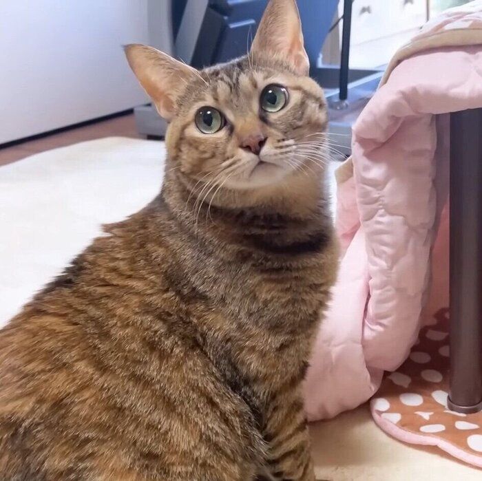 猫用こたつに入ろうとしたら、「先客」がいて思わずカメラを