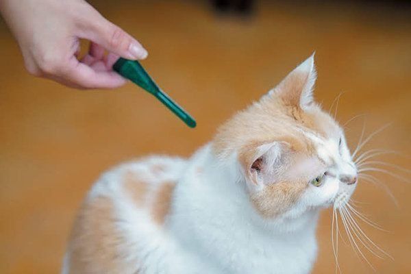 寄生虫駆除剤を投与される猫