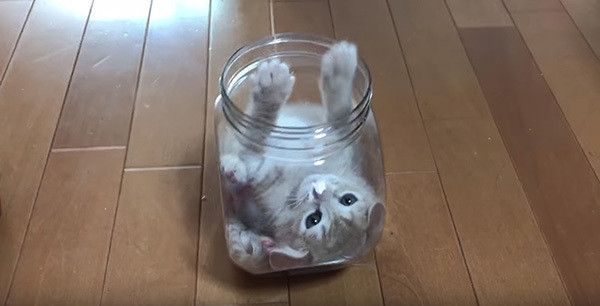 瓶の中の猫