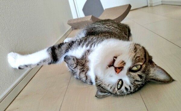 「最高に可愛い」まめたろくん