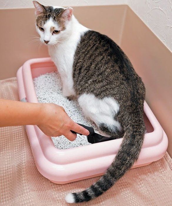 スコップで採尿するポイント