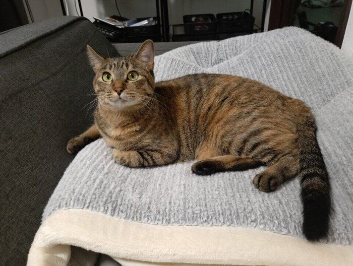 くつろいでいる猫