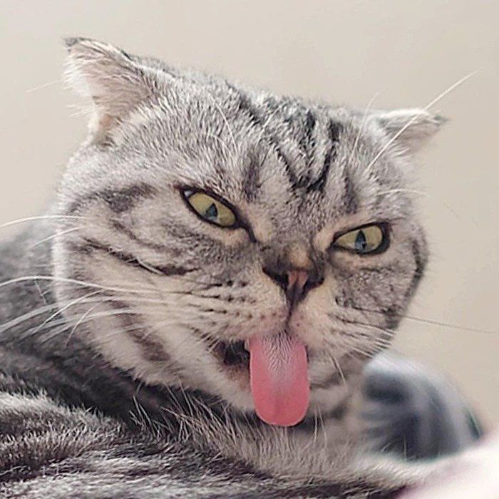 @tacos_cat