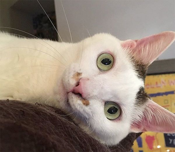見つめる猫