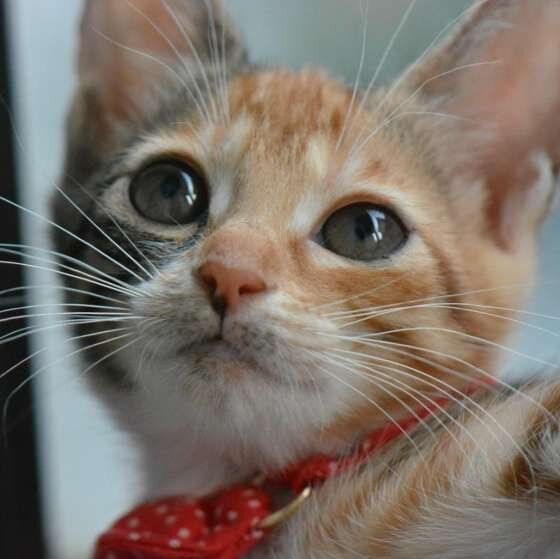 赤い首輪の三毛猫