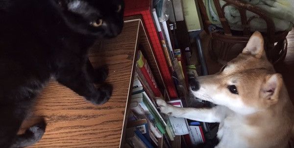 柴犬と黒猫