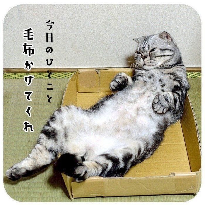 @tacos_cat