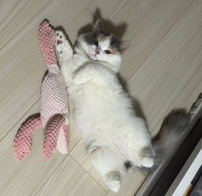 エビのおもちゃと一緒にヘソ天するかもめちゃん