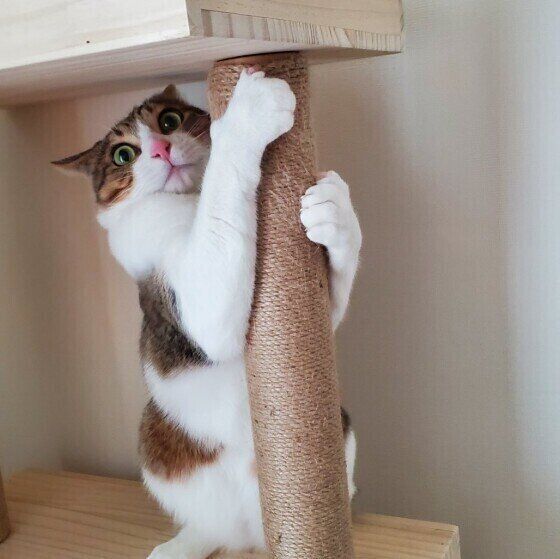 爪とぎするMix猫