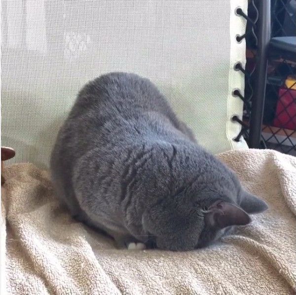 マンチカン