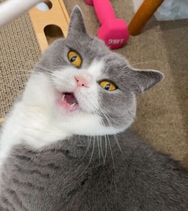 飼い主を見上げるブリティッシュショートヘア