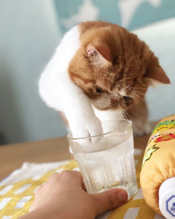 コップで水遊びする猫ちゃん
