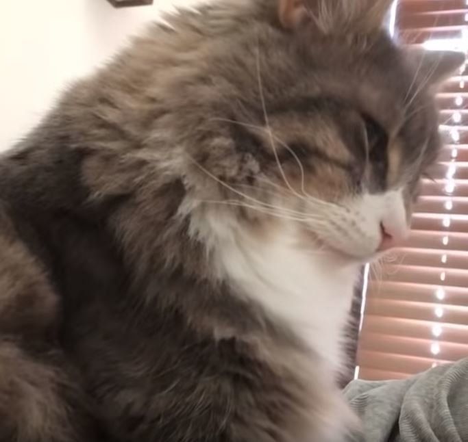 枕元にいる猫
