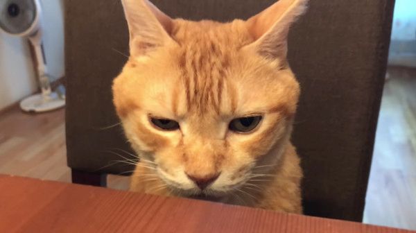 イスに座る猫
