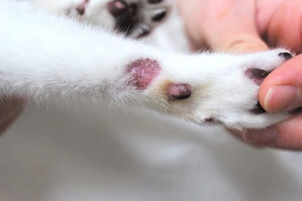 飼い始めに多い猫の皮膚の病気
