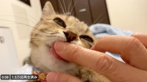 飼い主さんの指をしゃぶるしじみちゃん