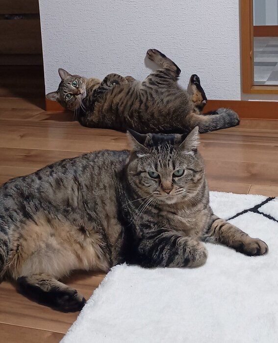 成長後の2匹の様子　まったりと過ごすにこちゃん（写真手前）とちまくん（写真奥）