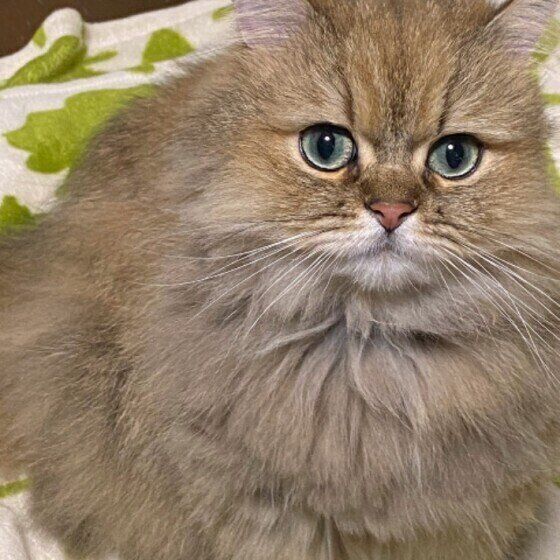 獣医師監修 猫の鳴き声 鳴き声の種類別の気持ちは 注意したい鳴き声も ねこのきもちweb Magazine