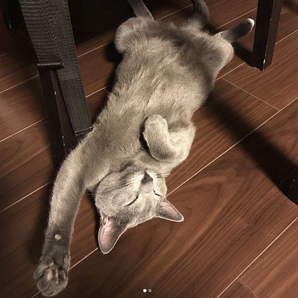猫の開き
