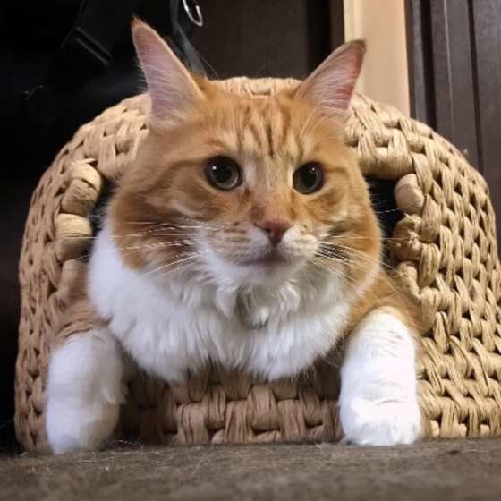 ちぐらでくつろぐノルウェージアンフォレストキャット