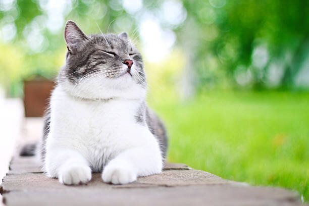 かわいい猫の屋外日光浴も承ります。