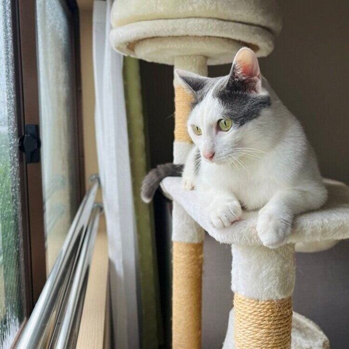 窓の外を眺めるトルテくん