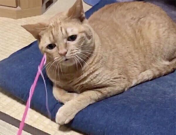 催眠術にかかりそうなポン子ちゃん