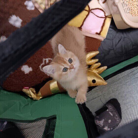 ブリティッシュショートヘアのルルくん