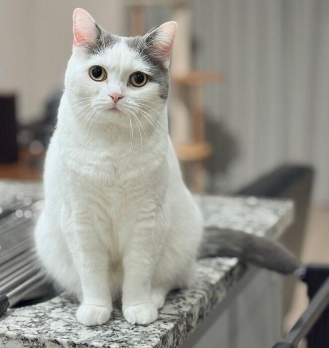 見つめるフクちゃん