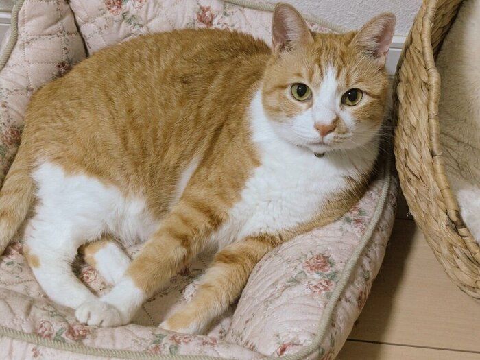 リラックスした様子の直虎ちゃん